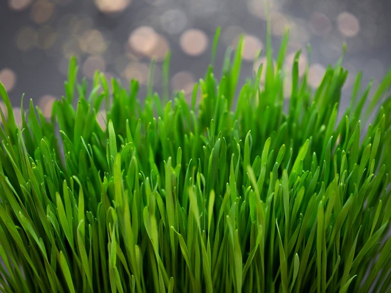 Grass Seed and Fertilizer