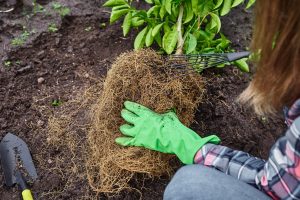 Insulate Roots with a Deep Layer of Mulch