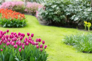 Spring Landscape