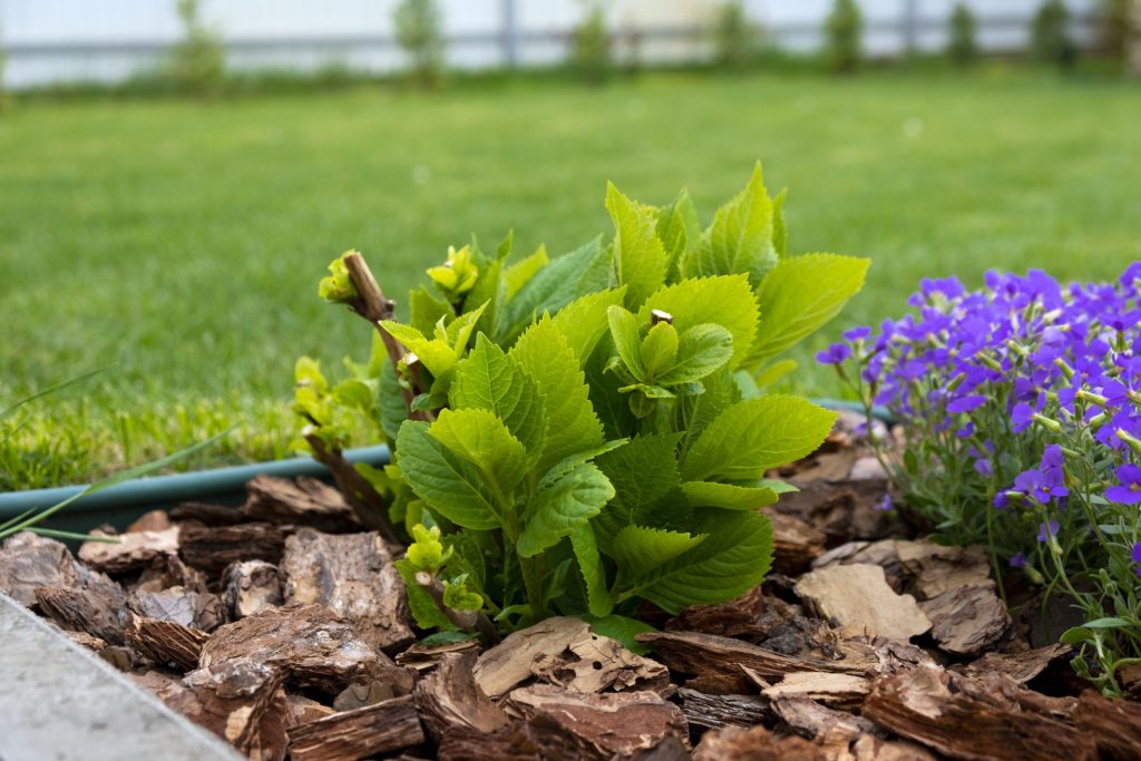 black mulch landscape